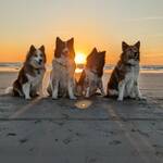 4doggymobil
