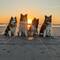 4doggymobil