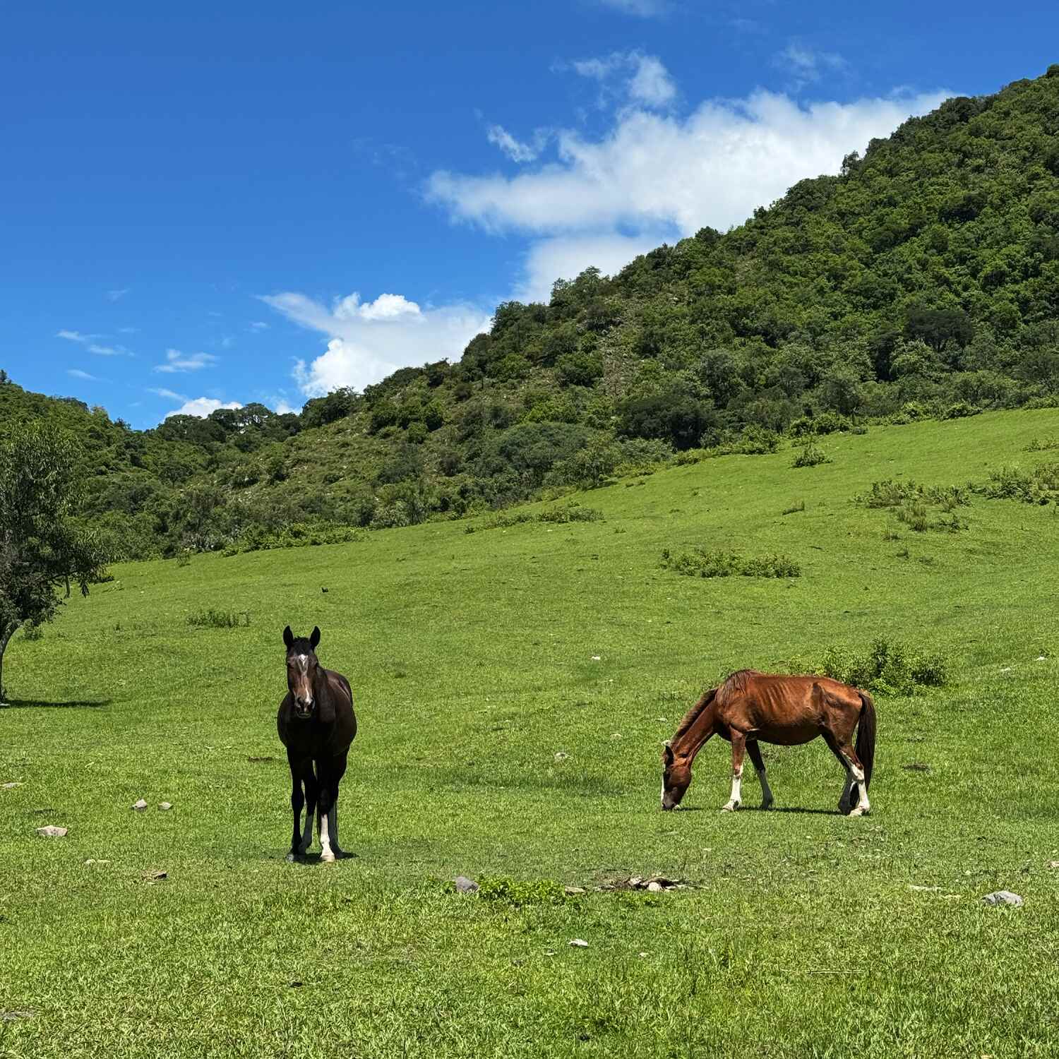 ARGENTINA