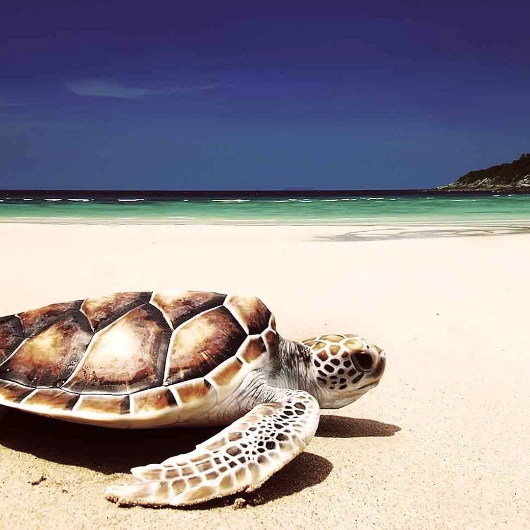 Karibik & Mittelamerika