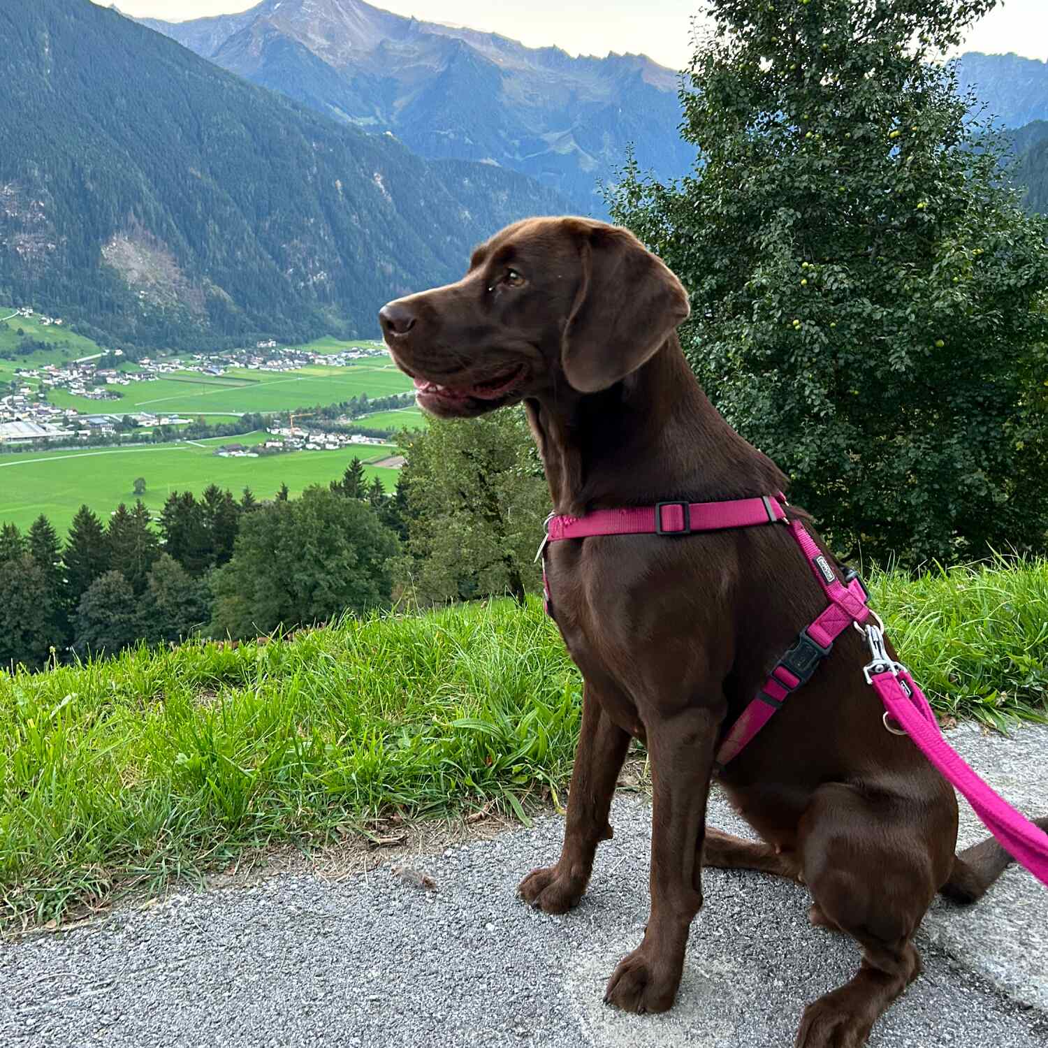 Goldener Herbst im Zillertal