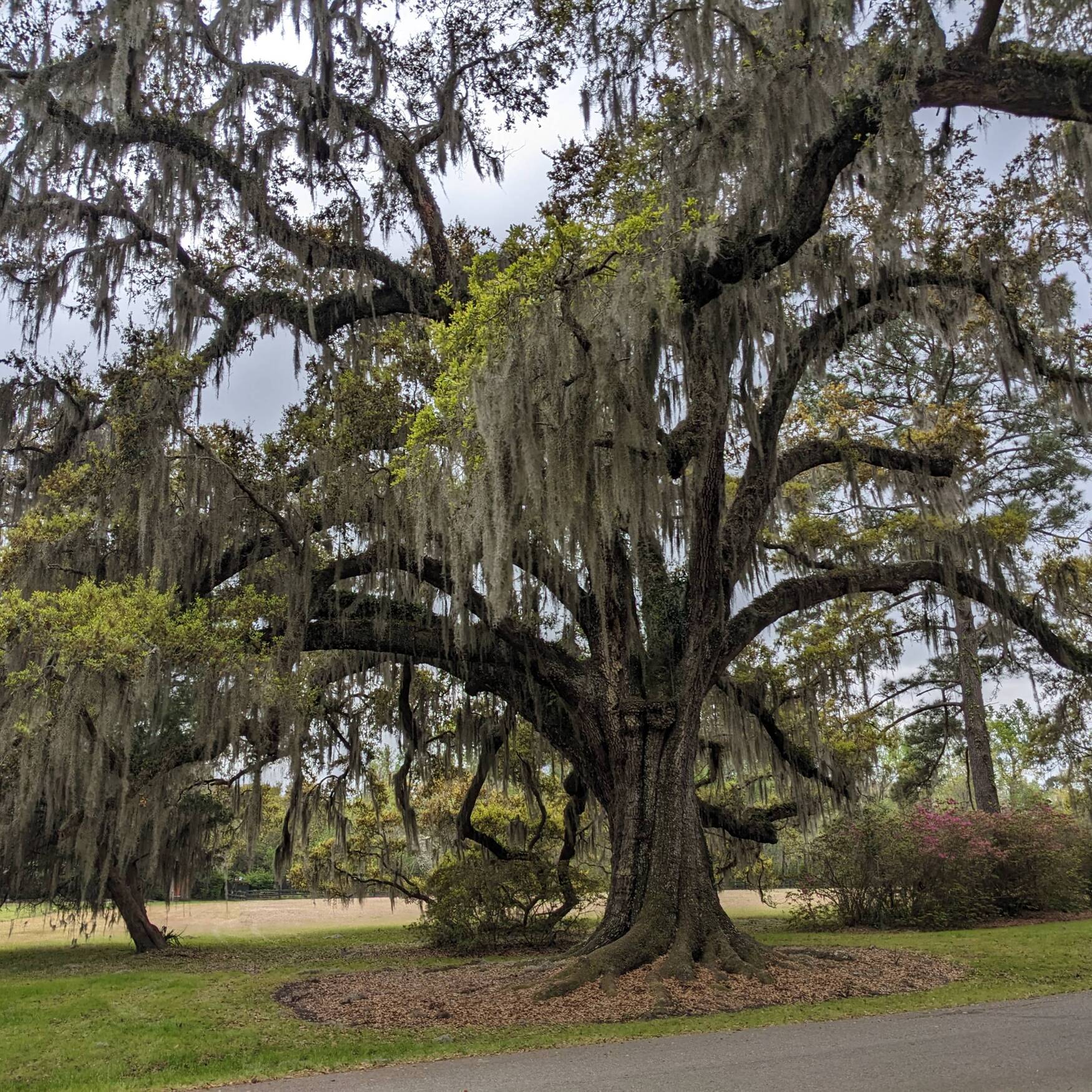Charleston