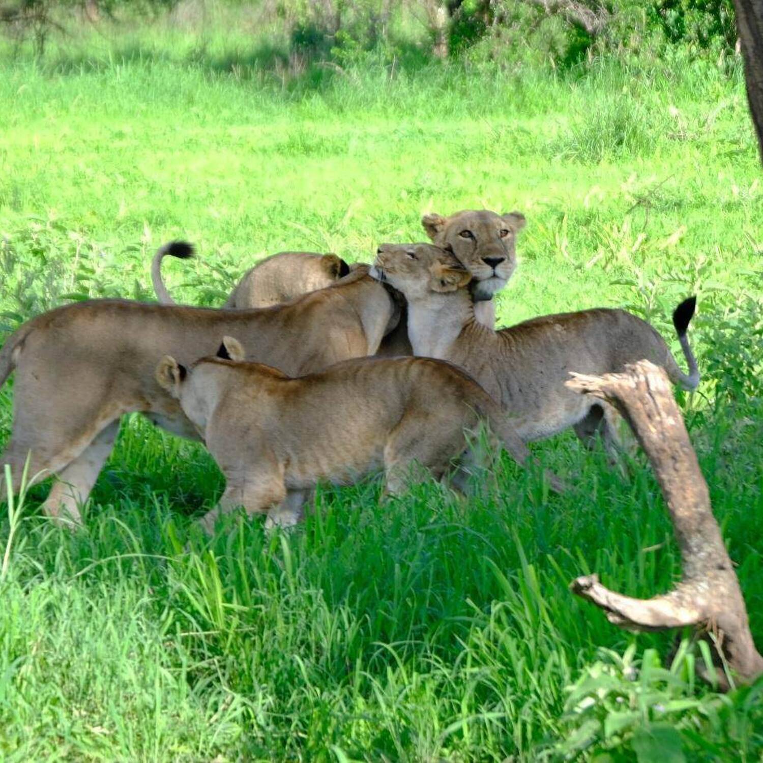 Tanzania 🇹🇿 2024