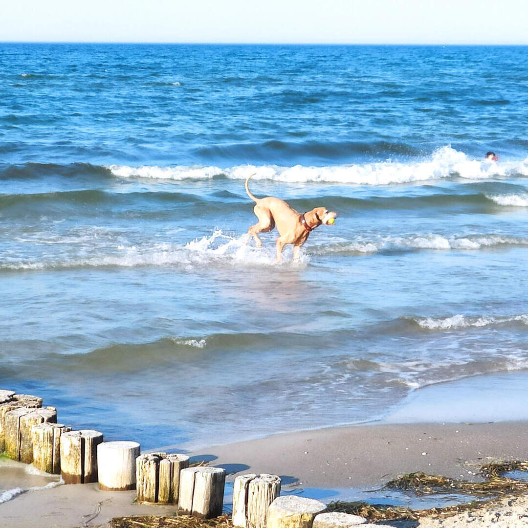 Fischland-Darß-Zingst