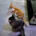 Stefani Constantinou