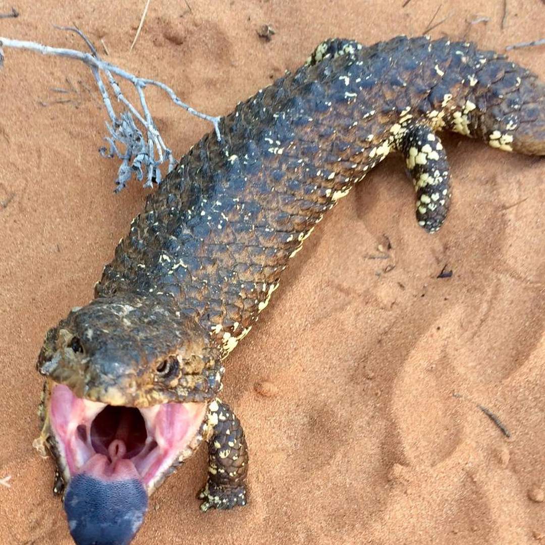 South Australia