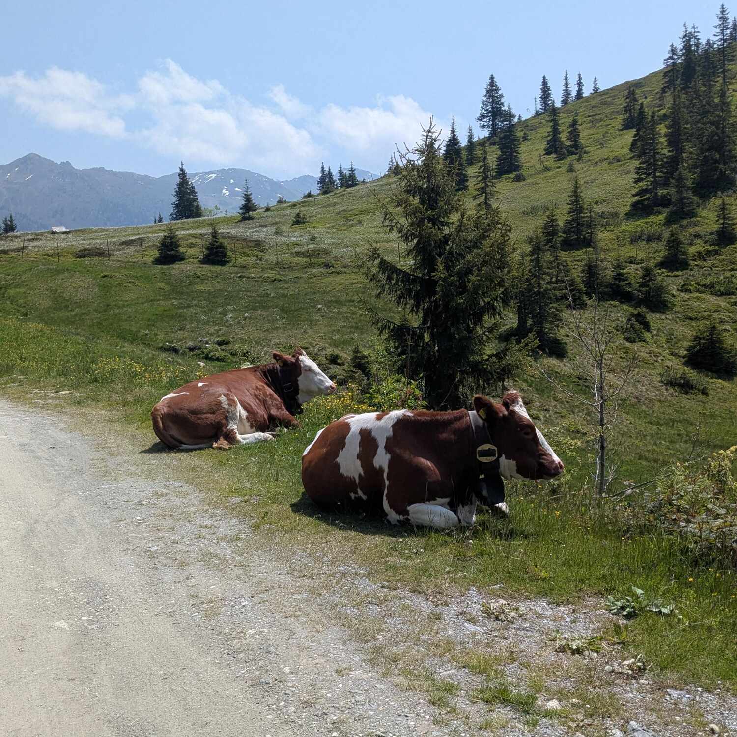 Alpenüberquerung 2025