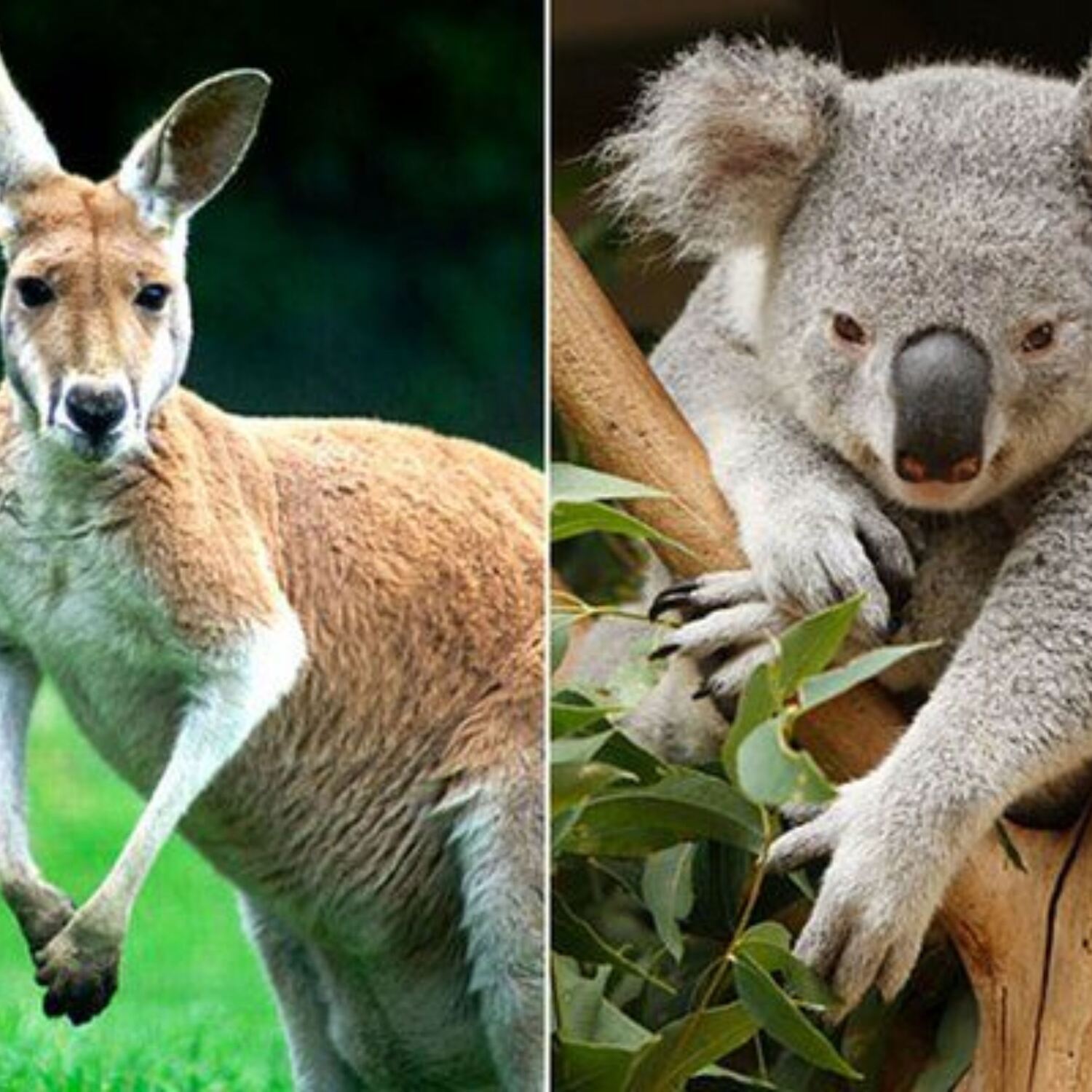 Australien 2026