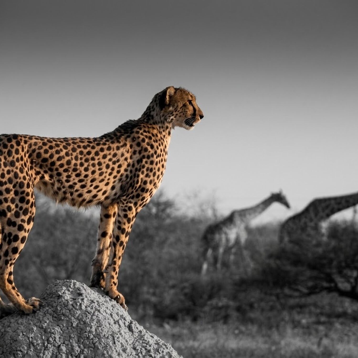 Afrika