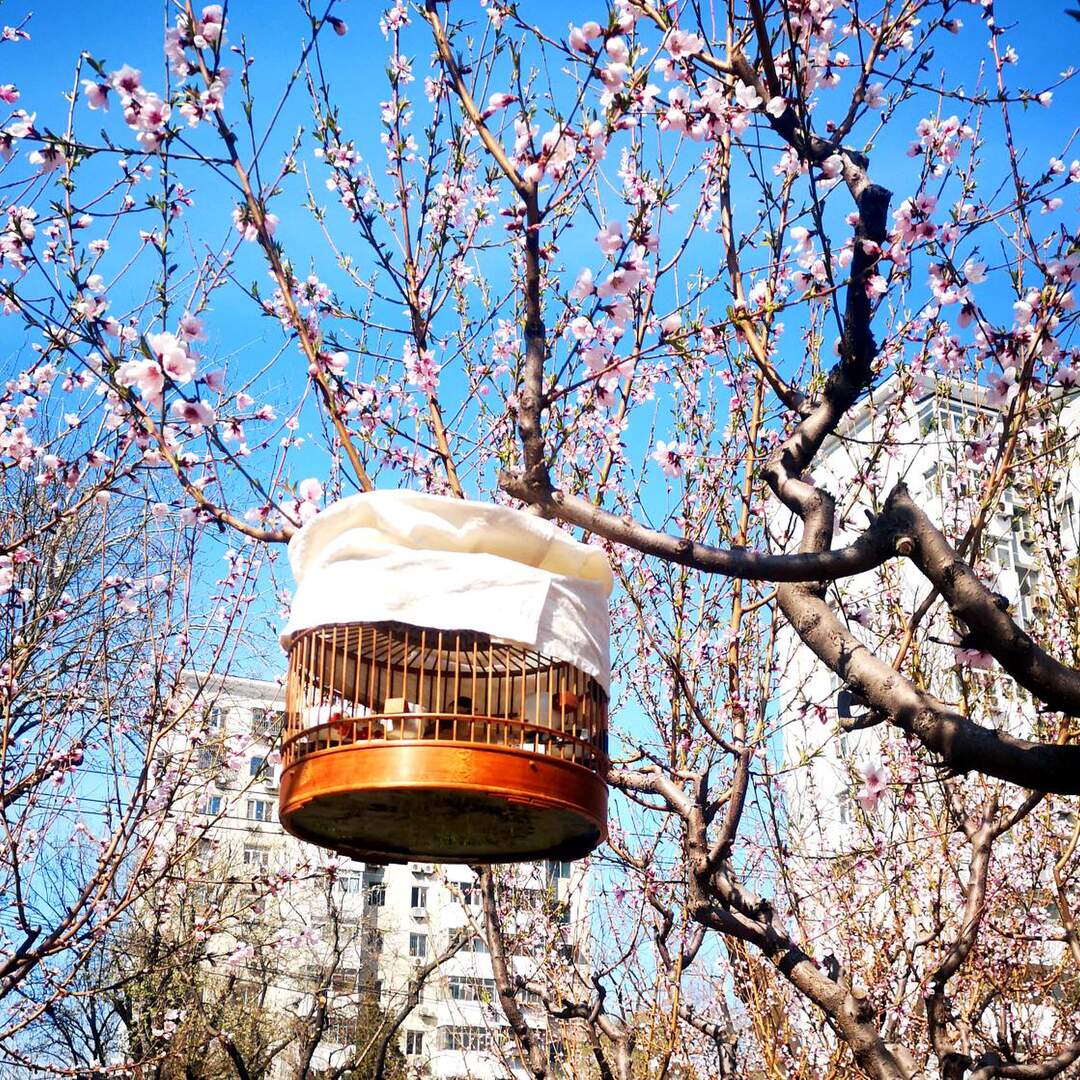 Peking, China