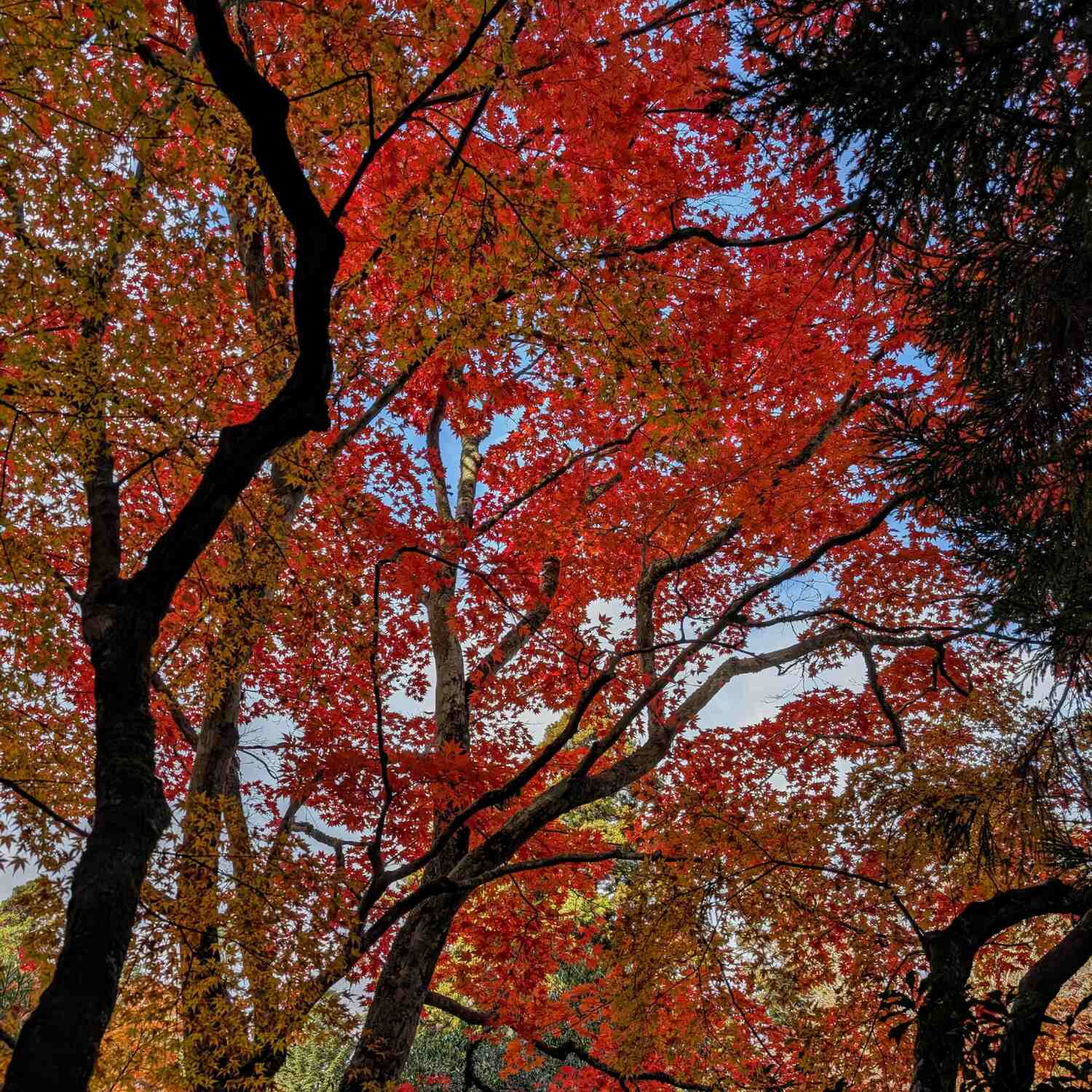 Shikoku Pilgrimage Kochi
