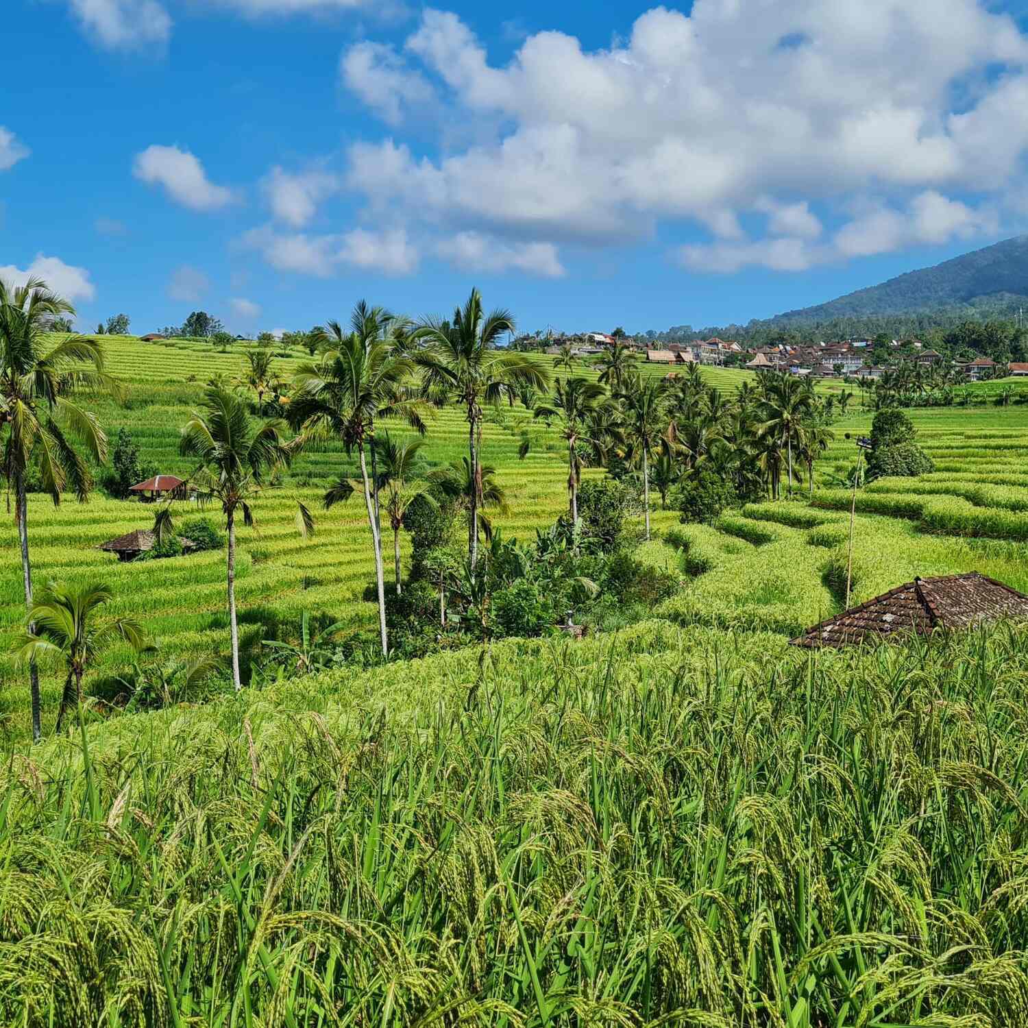 Indonesië 2024
