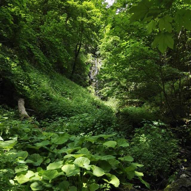 Sauerland
