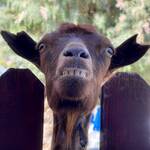 Emil und die Allgäuer