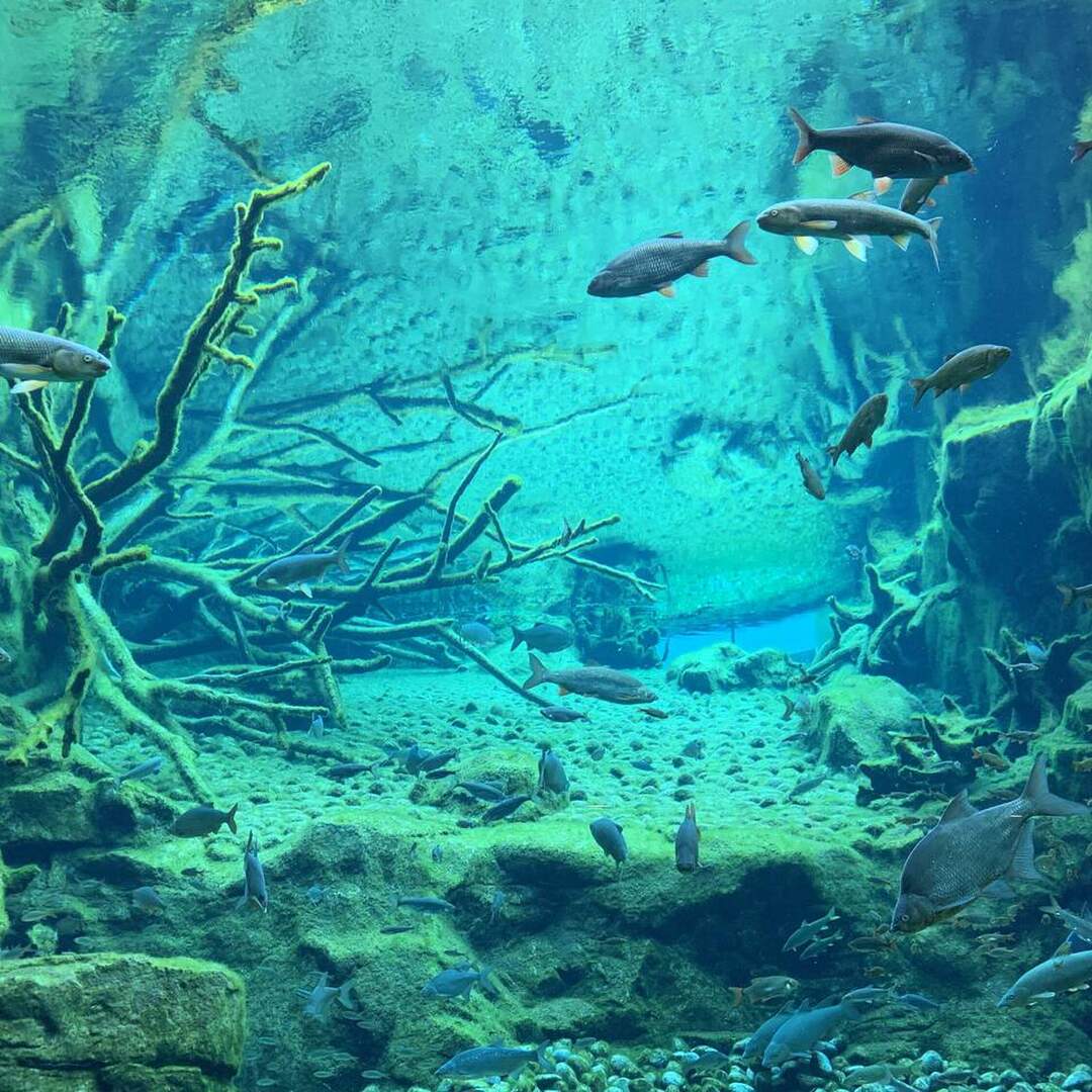 Alpenzoo Innsbruck
