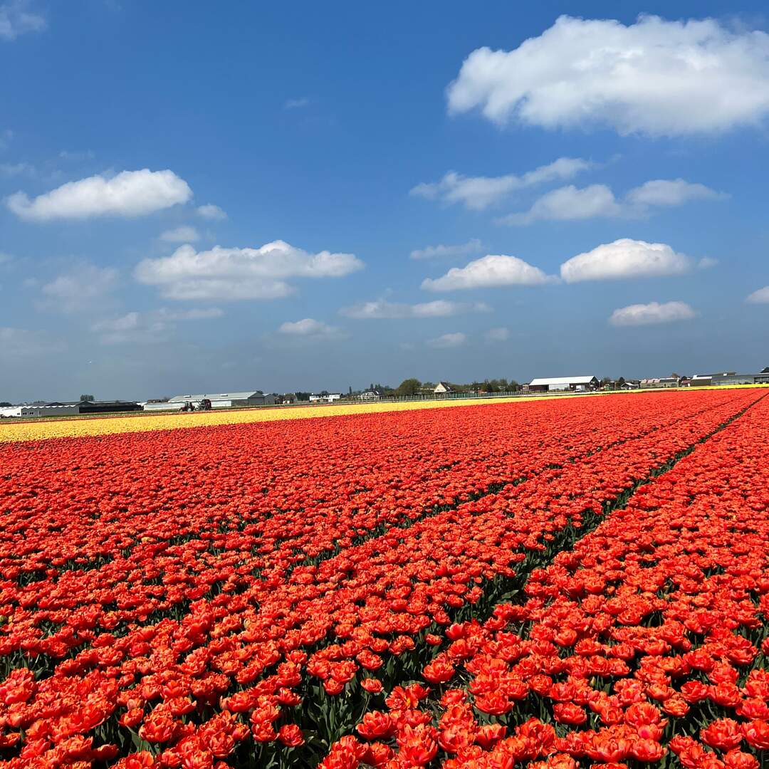 The Netherlands