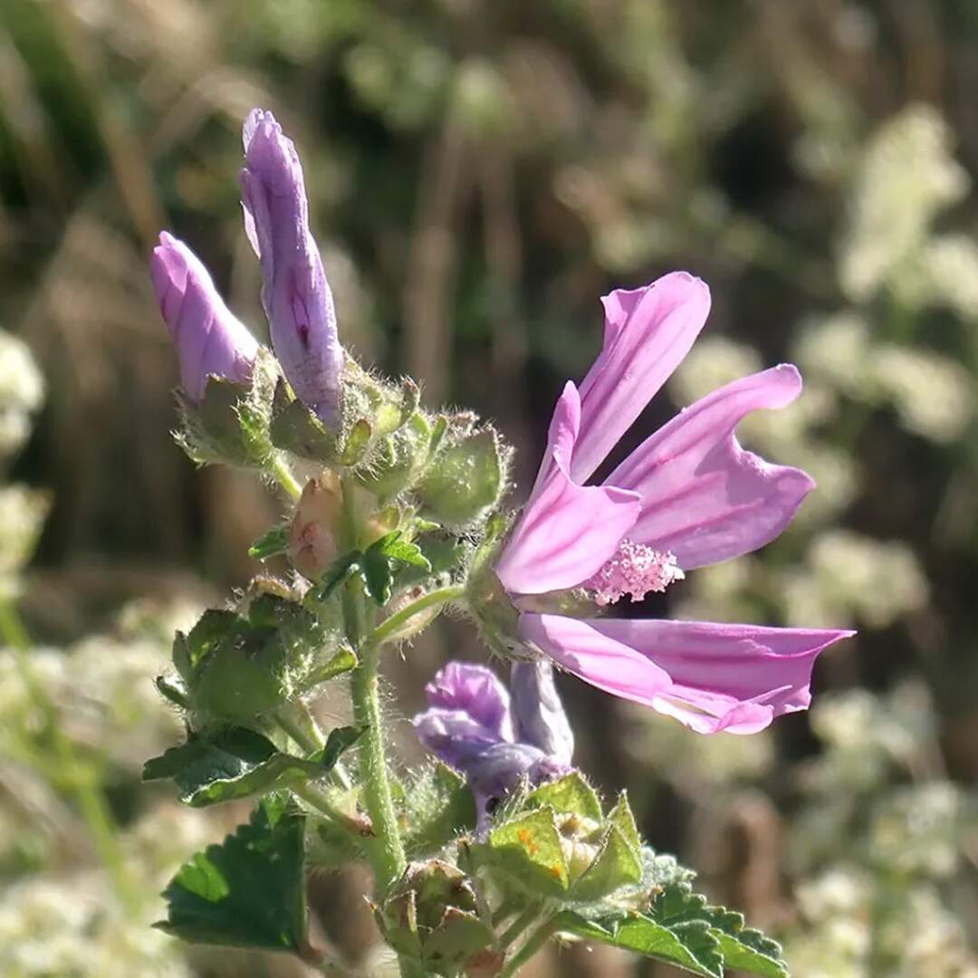 Normandie & Bretagne 2019