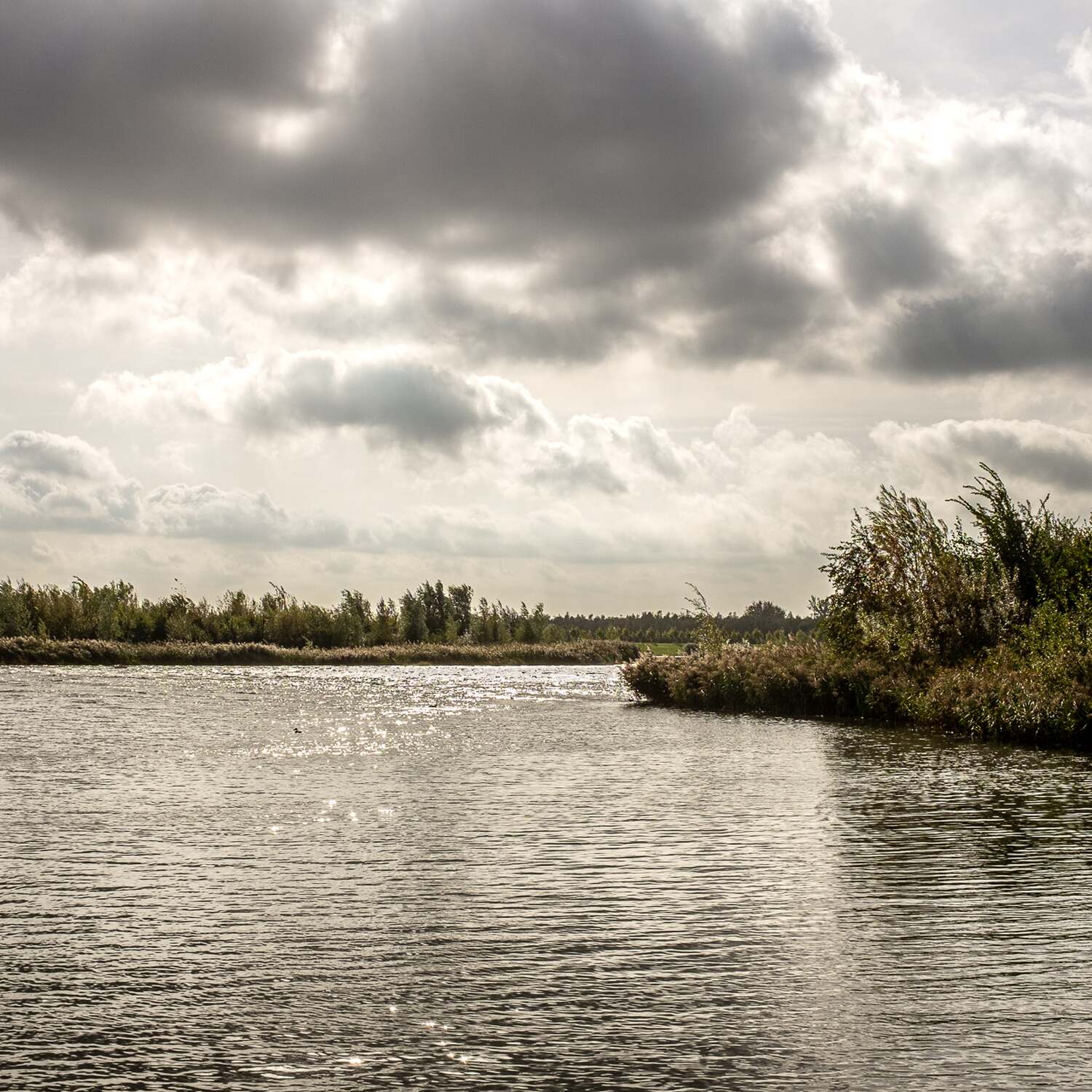 Biesbosch, 20231007
