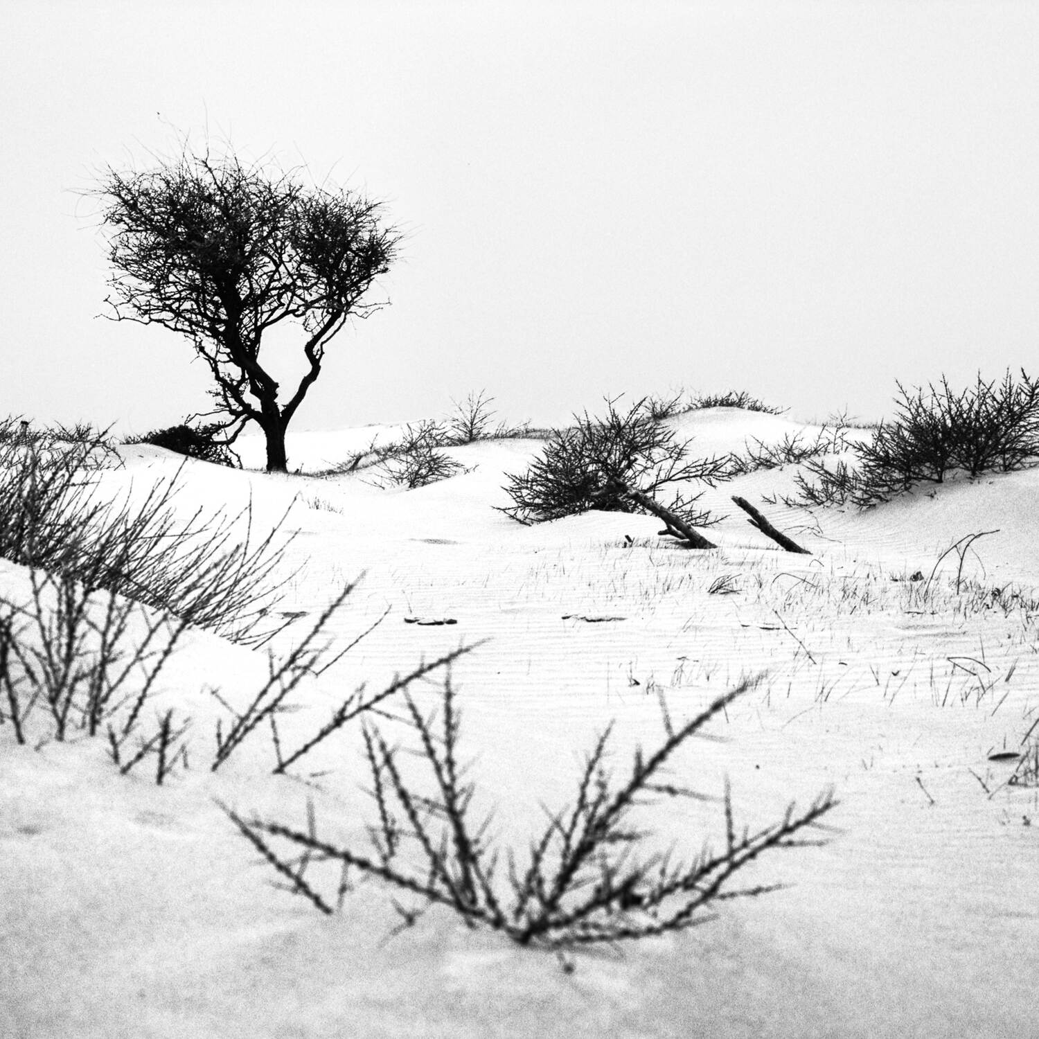 Noordzee kustpad, 20230329
