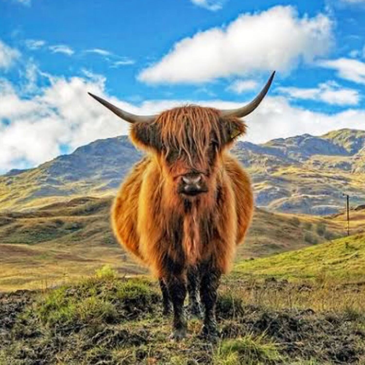 Bonnie Scotland 🏴󠁧󠁢󠁳󠁣󠁴󠁿