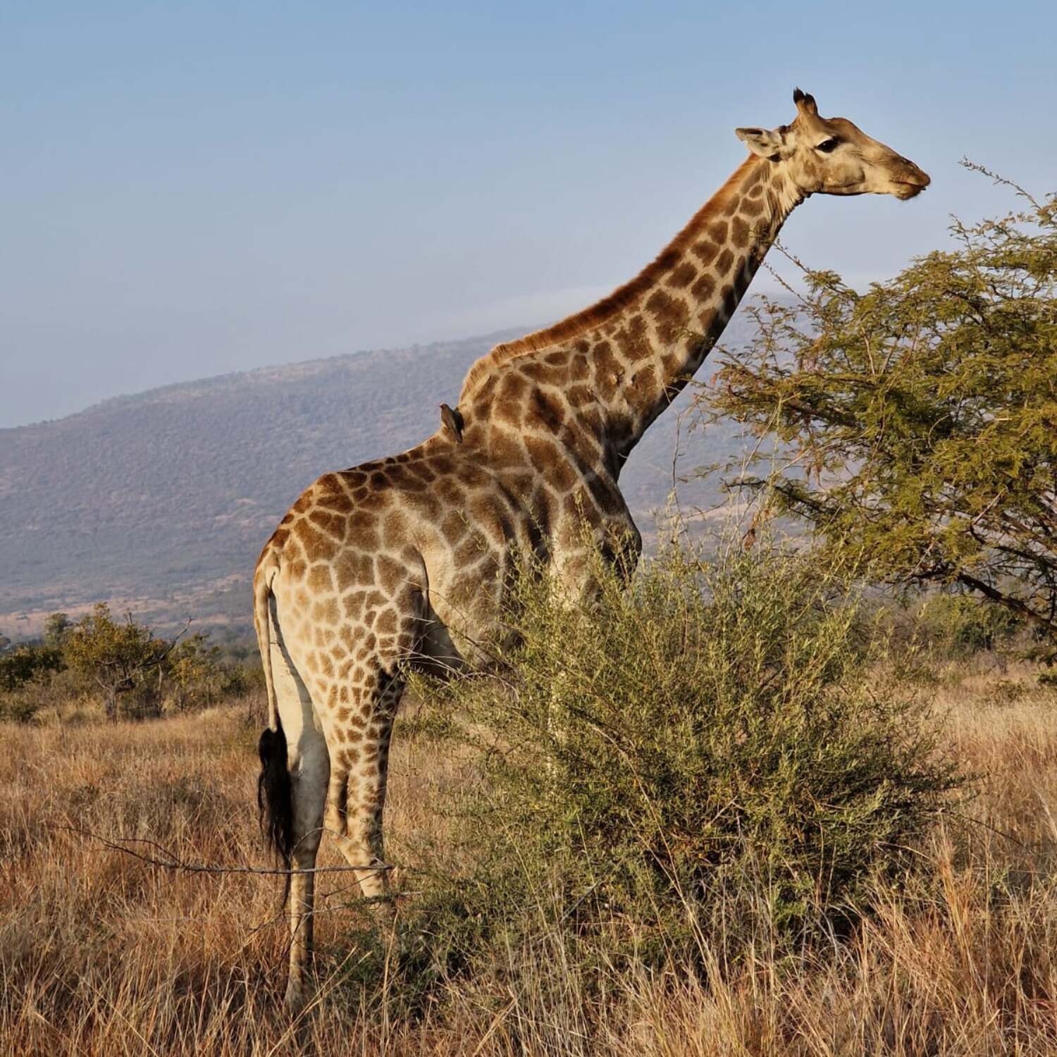 SOUTH AFRICAAAA