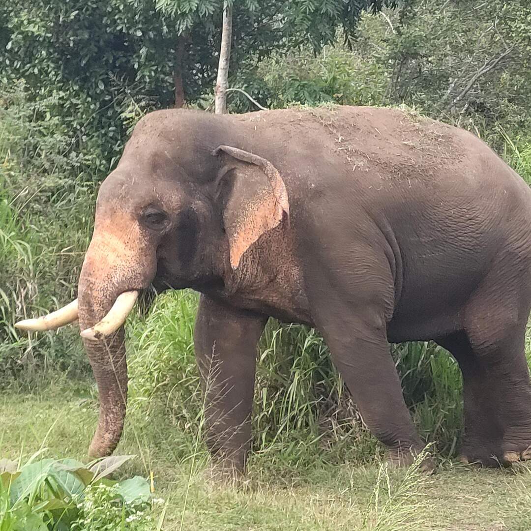Sri Lanka 2022