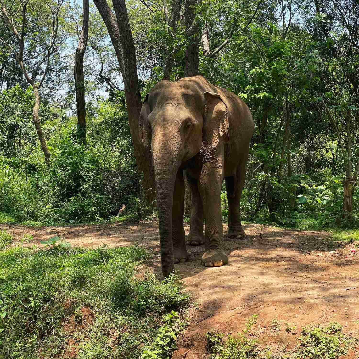 Sri Lanka 🇱🇰