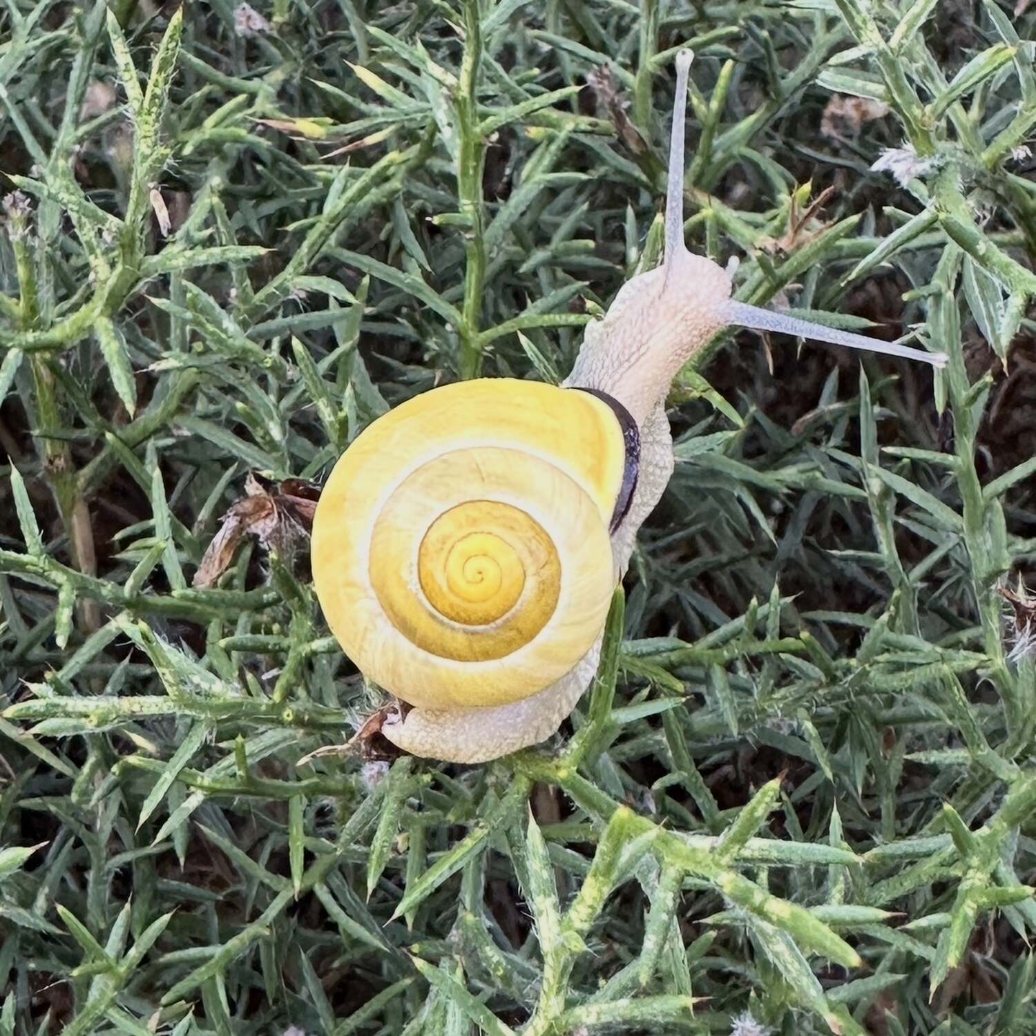 Slow Camino Frances 2026