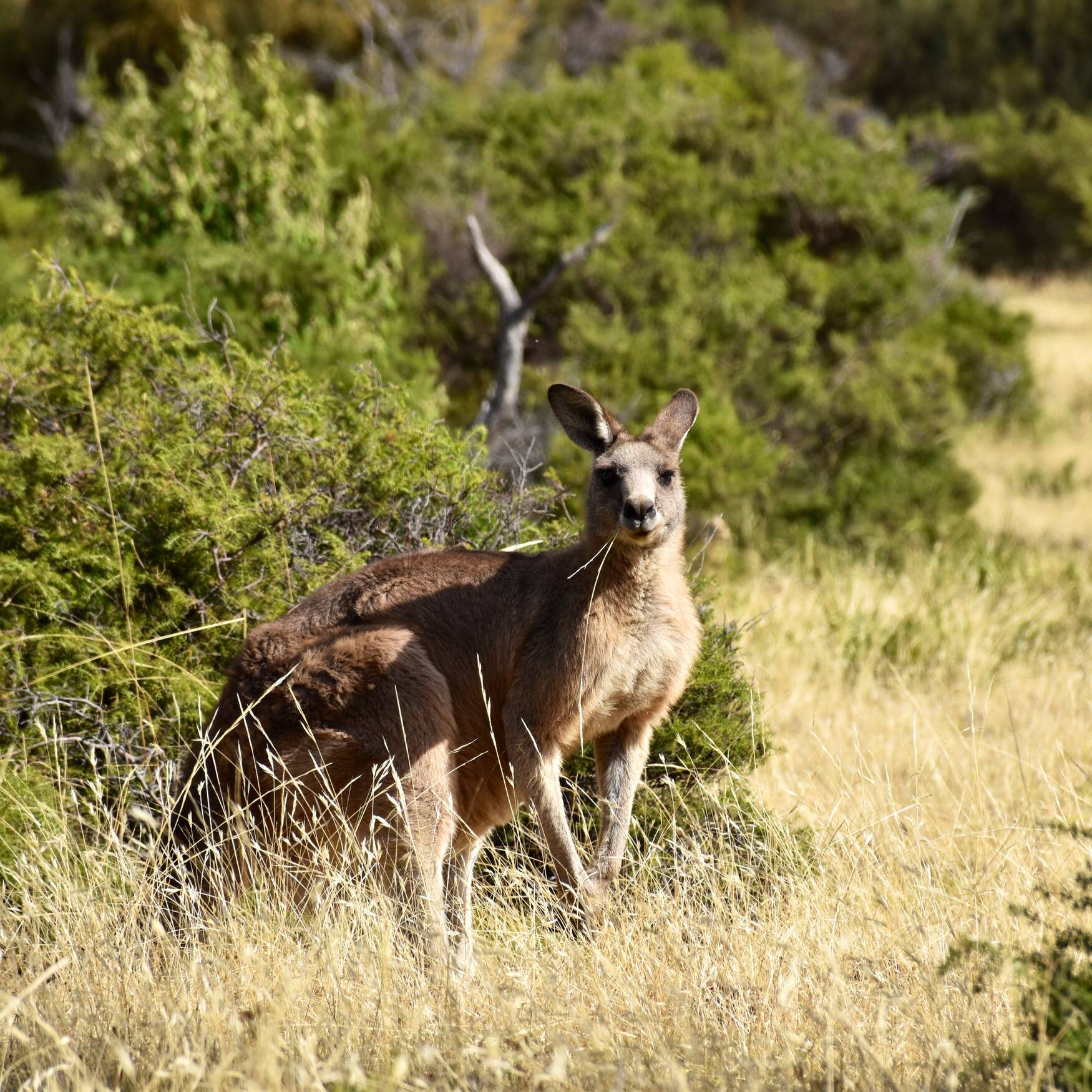 Australia with a WHV