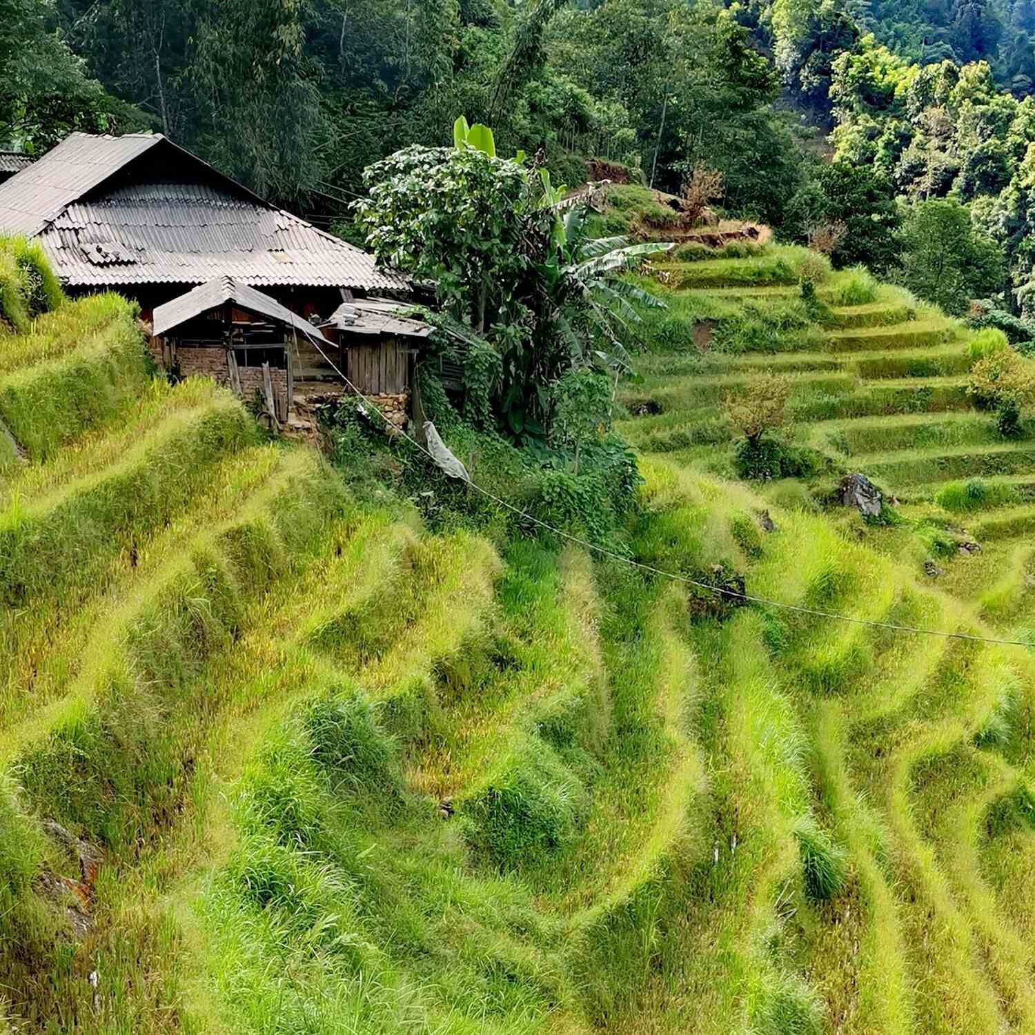Good morning North Vietnam