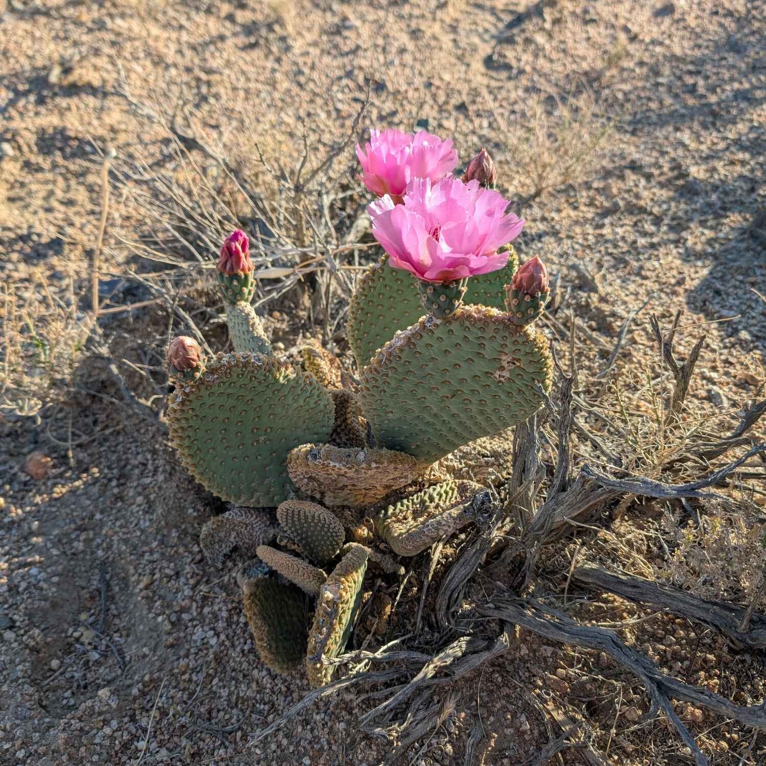 Deserting