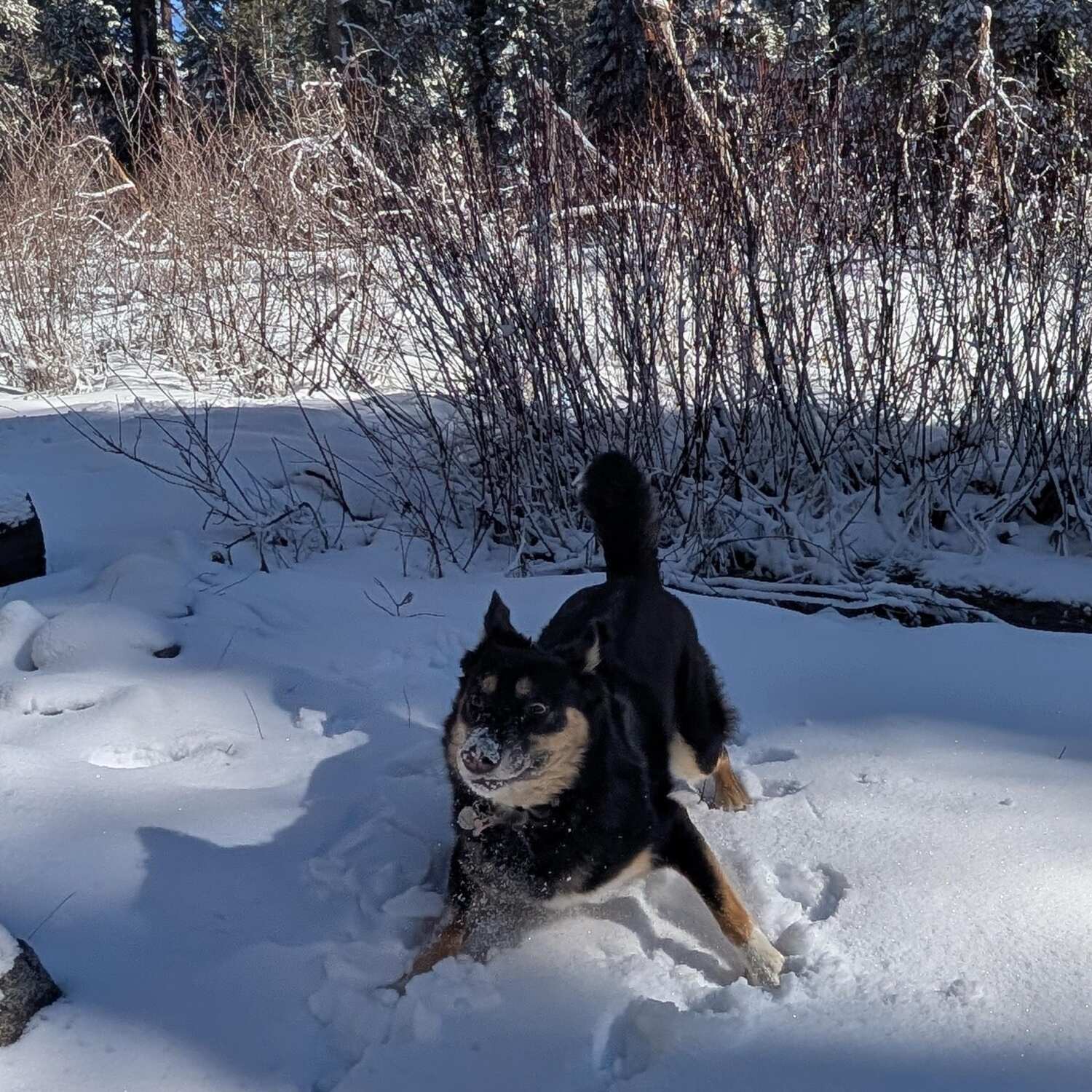 Off to see the snow with Della