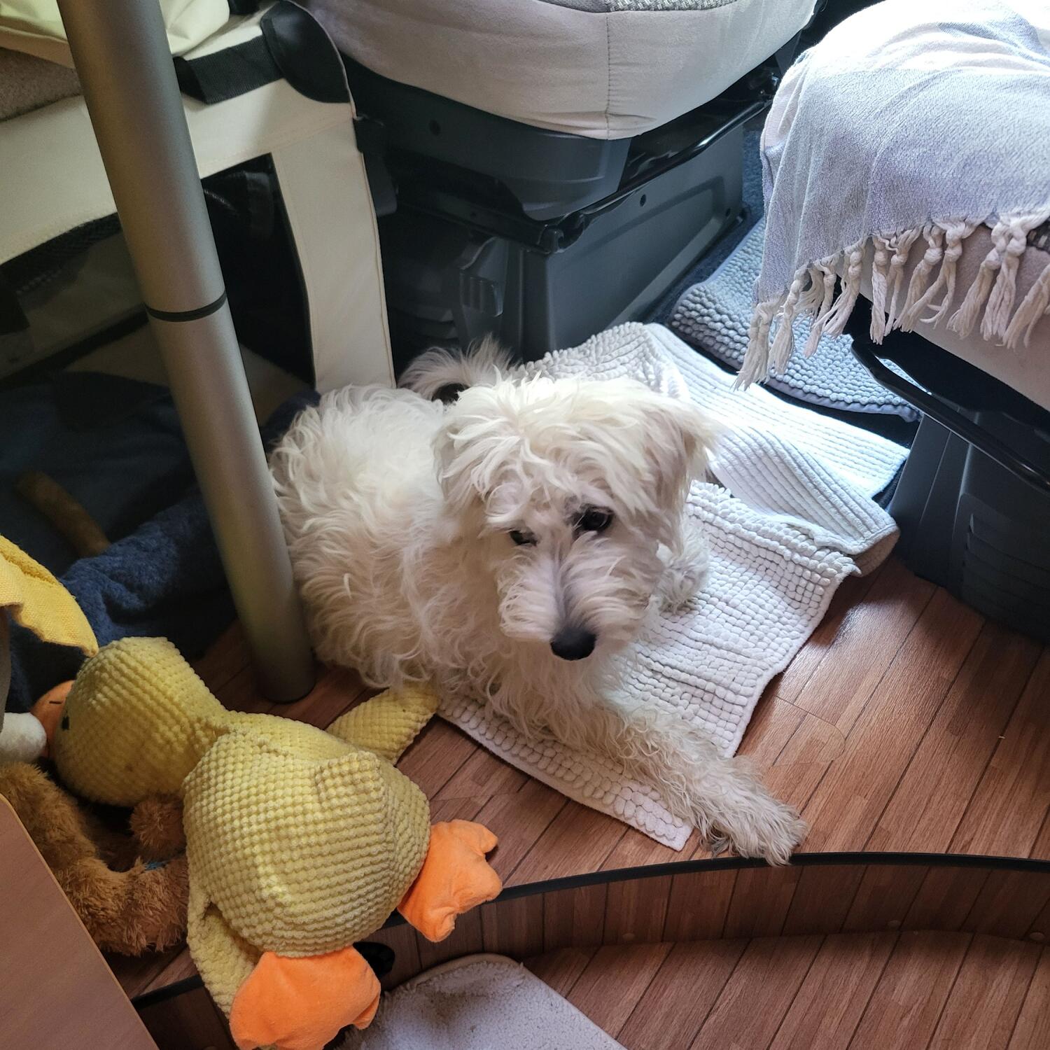 Lotte's erste Reise