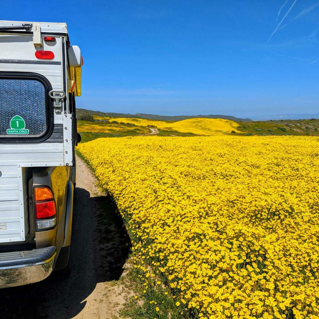 Carizzo Superbloom