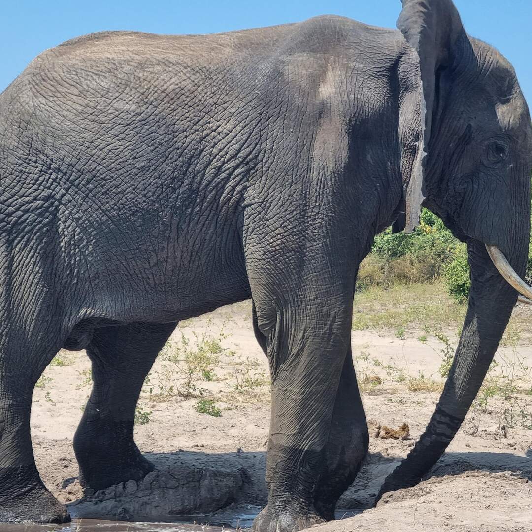 Wild Africa