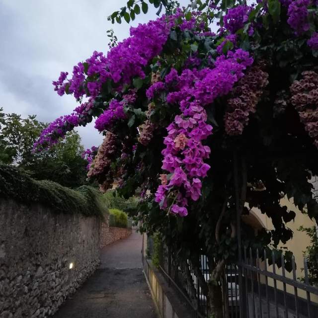 Malcesine 2018