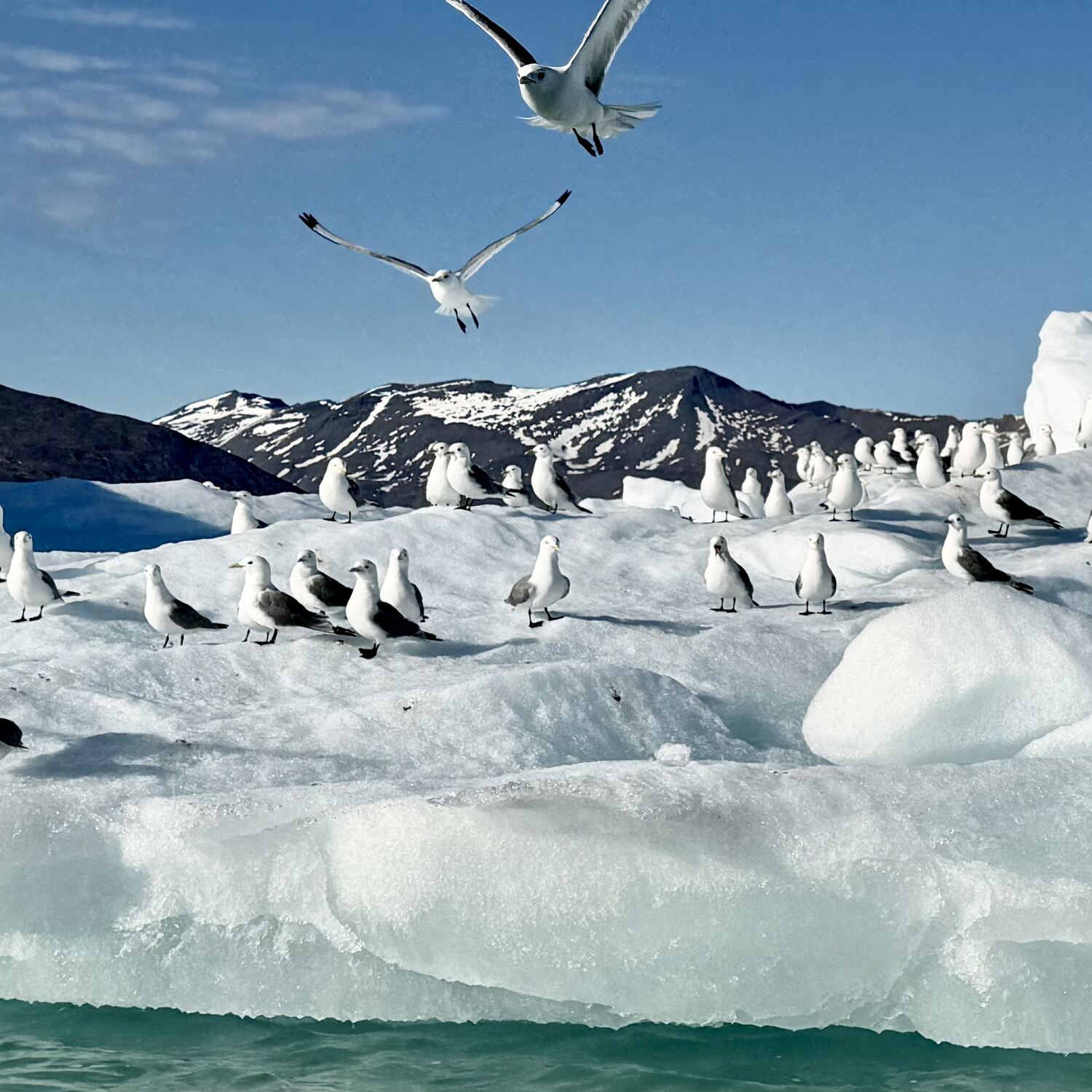 Spitzbergen - Ostgrönland