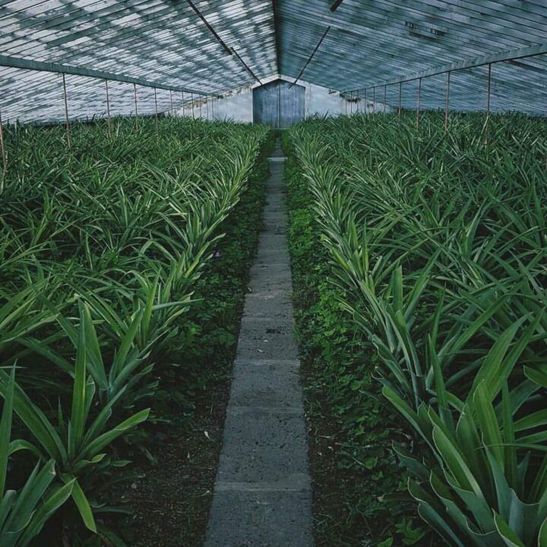 Azores- São Miguel