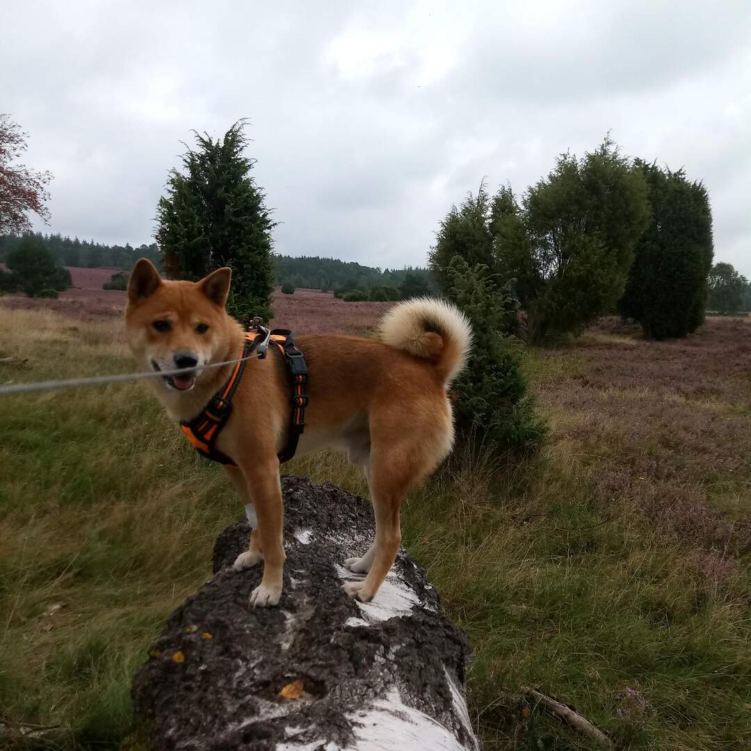 Kurztrip in die Heide