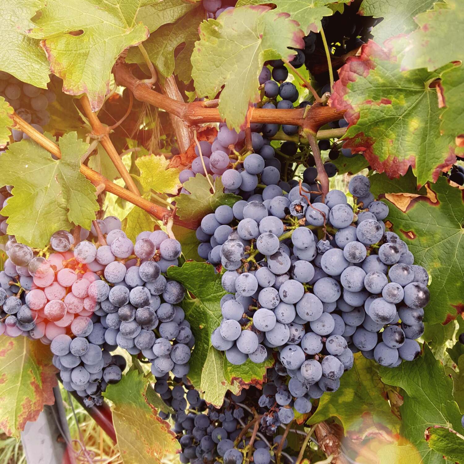 Auf in den Wein