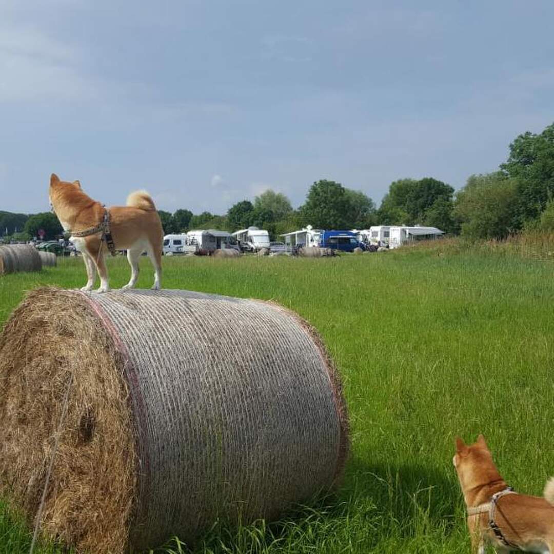 Hundetraining