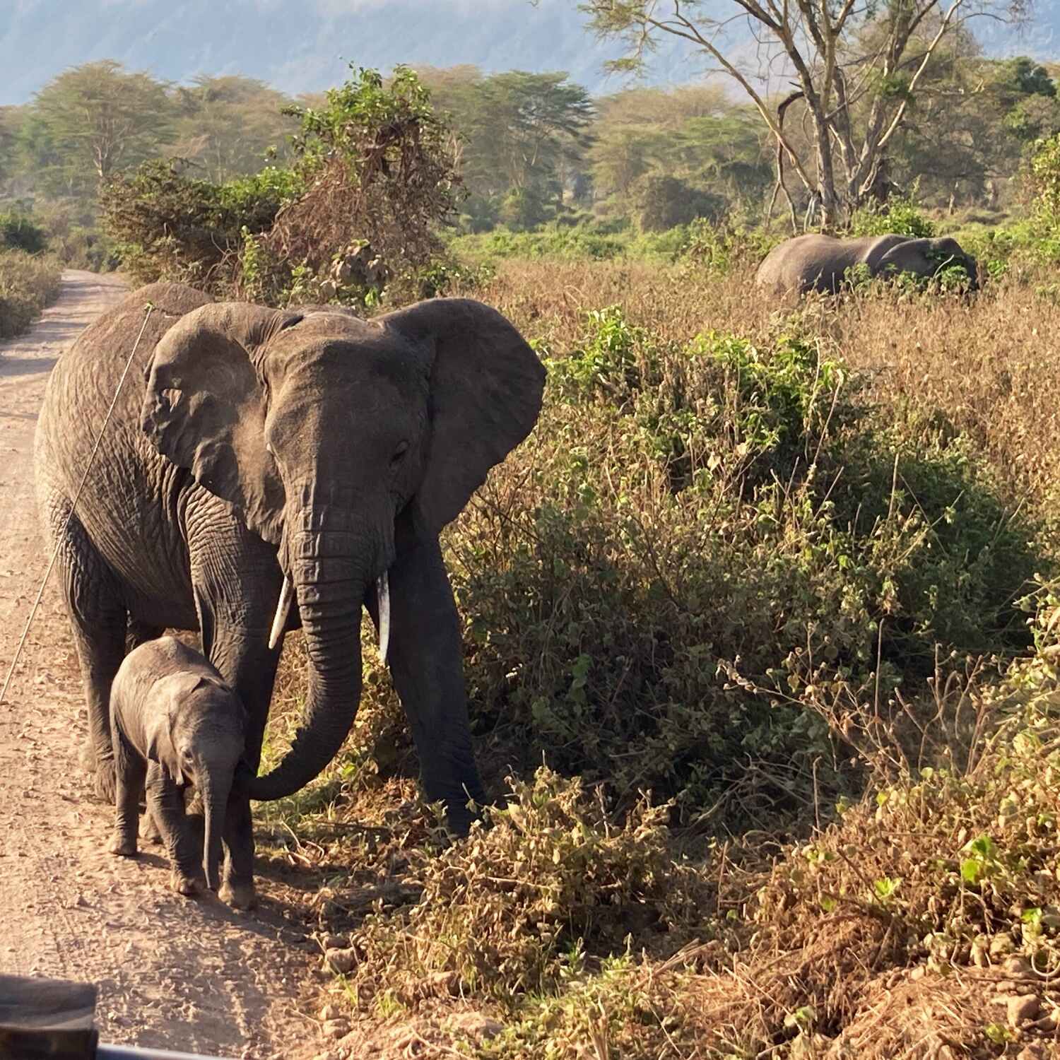 Safari