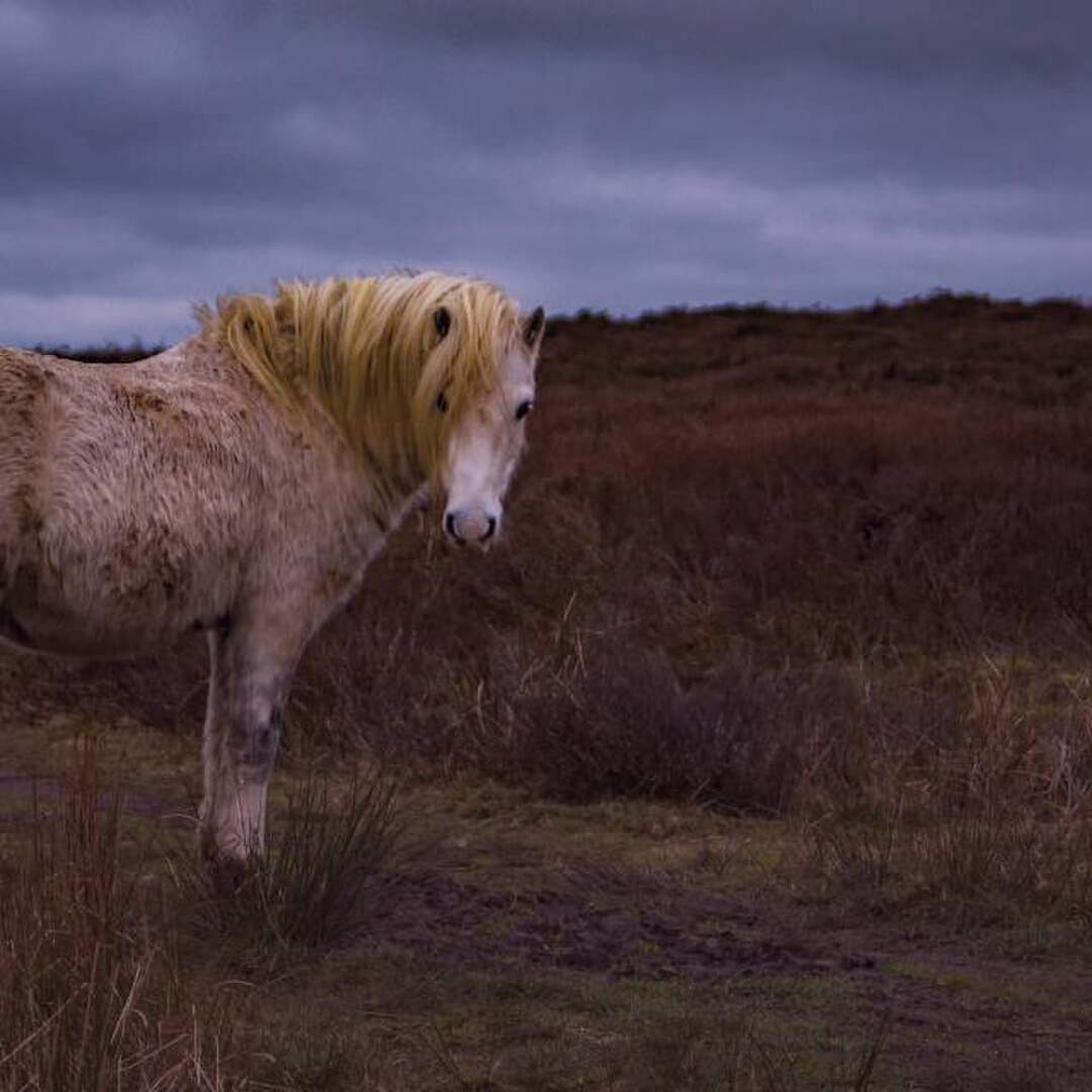 The Long Mynd