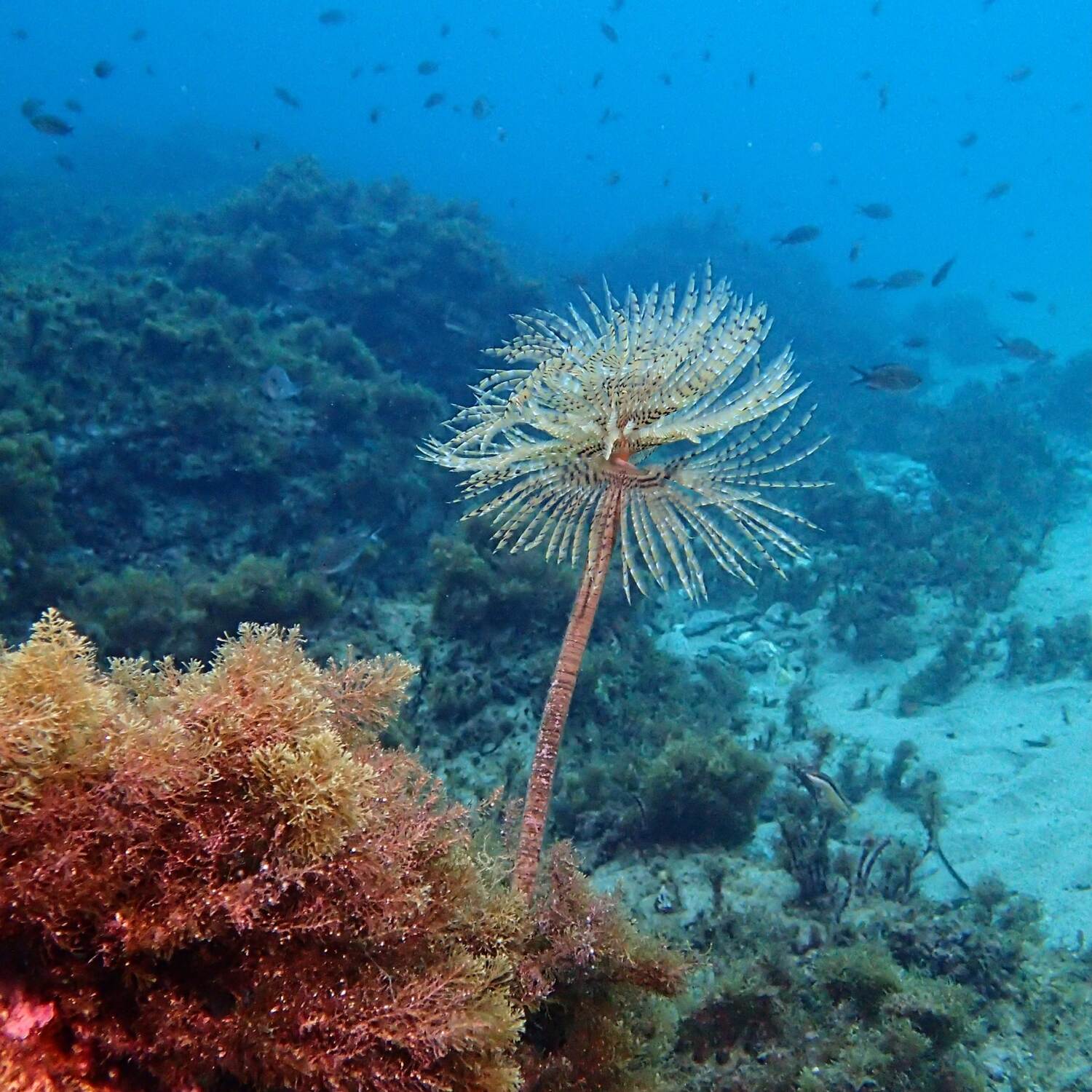 Andros Underwater