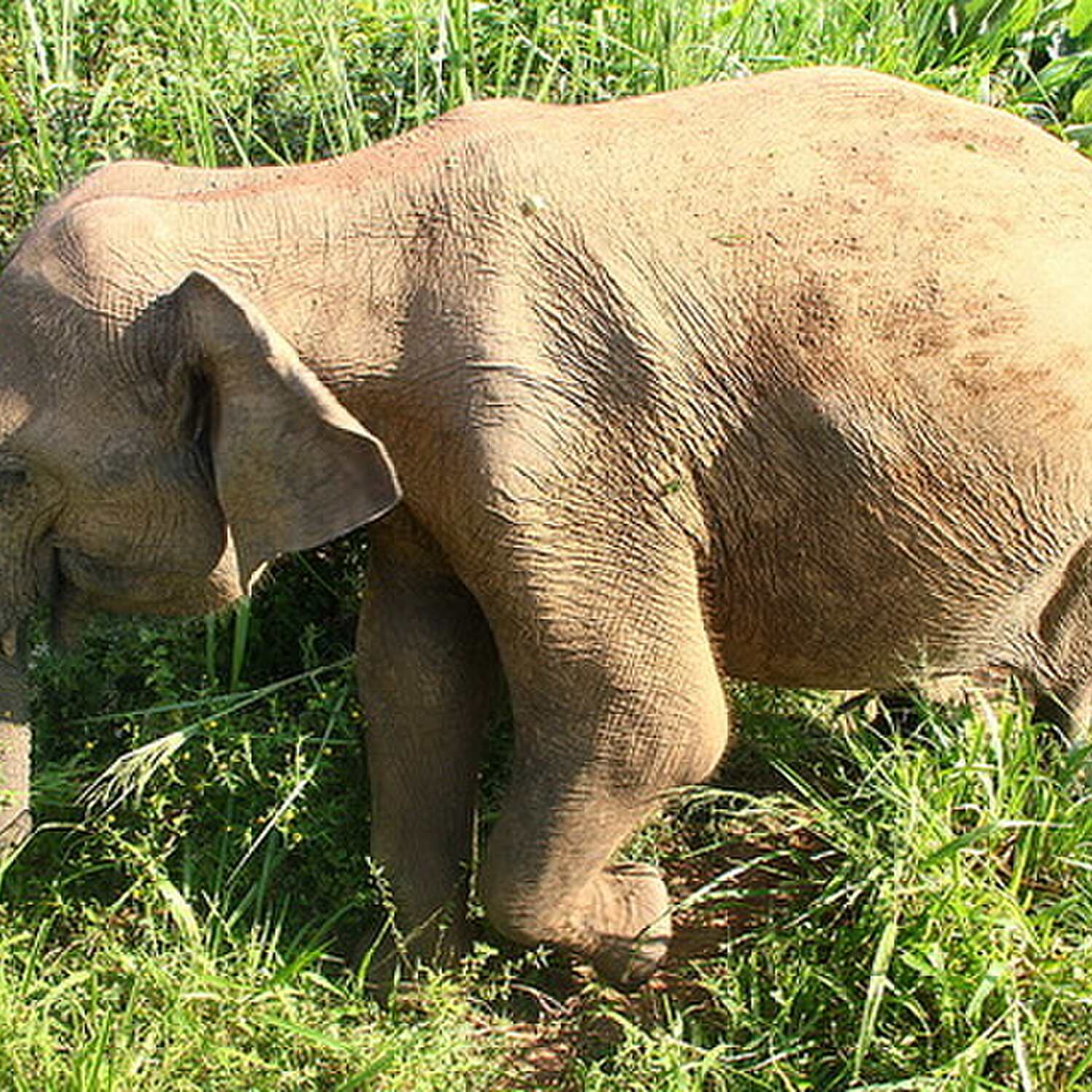 Elephants, tea and temples