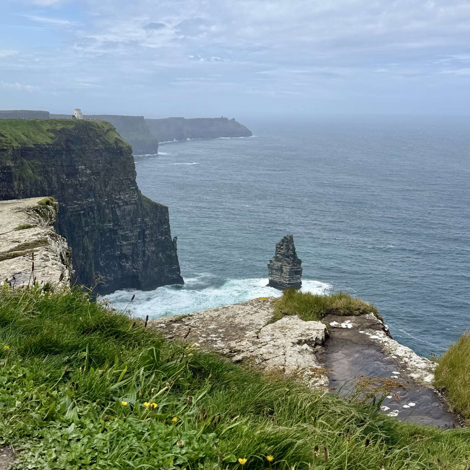 Irland - Schafe & grünes Land