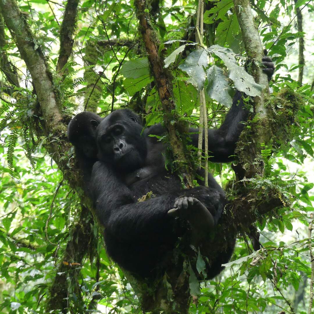 Uganda & Sansibar