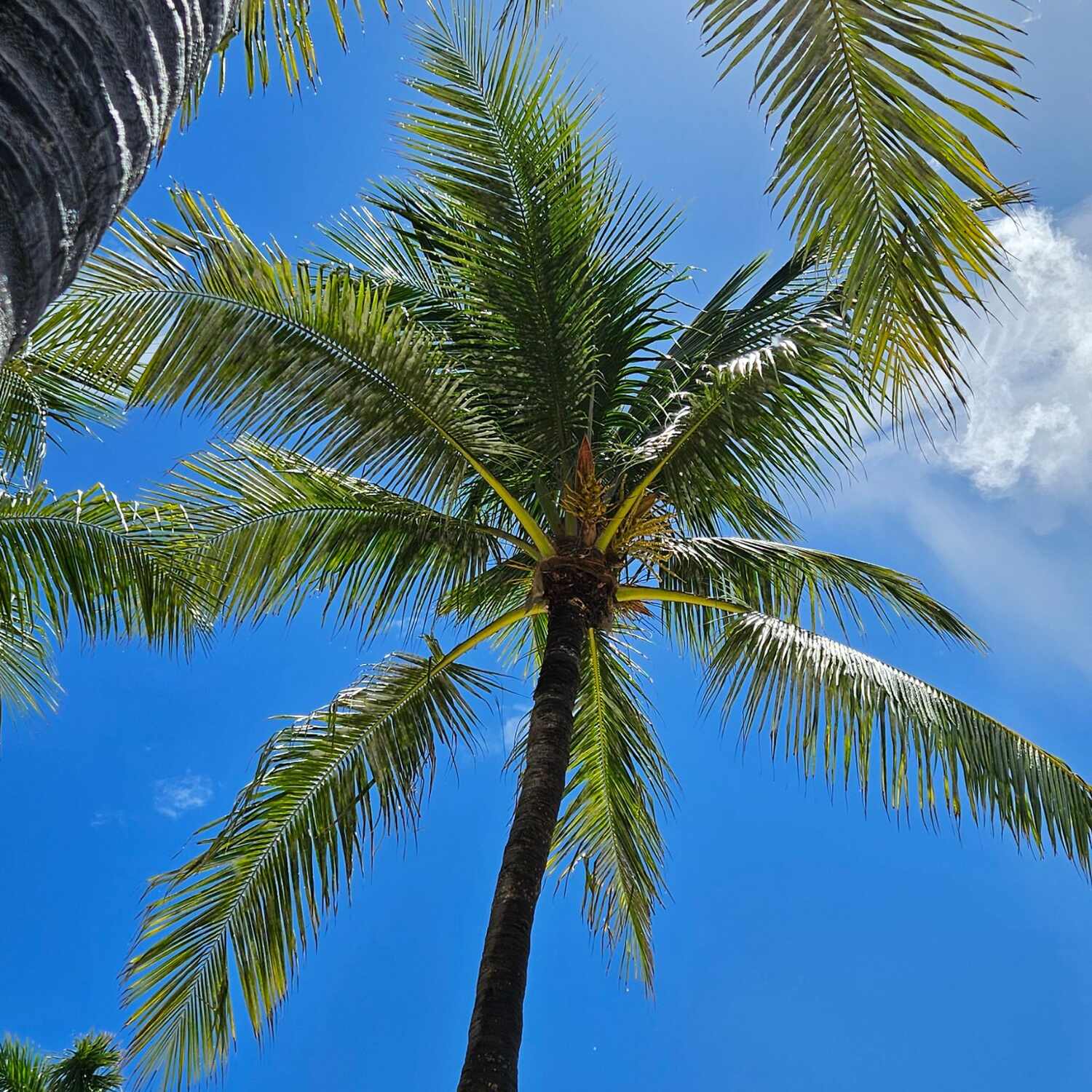 Caraïbes