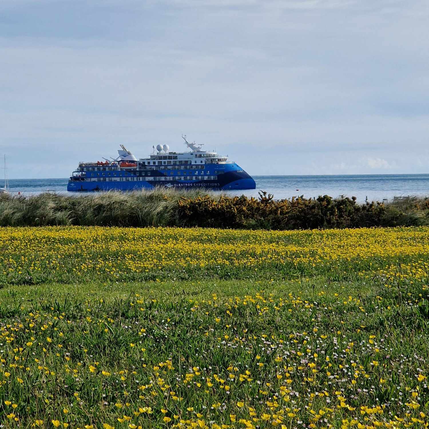 Ocean Albatros