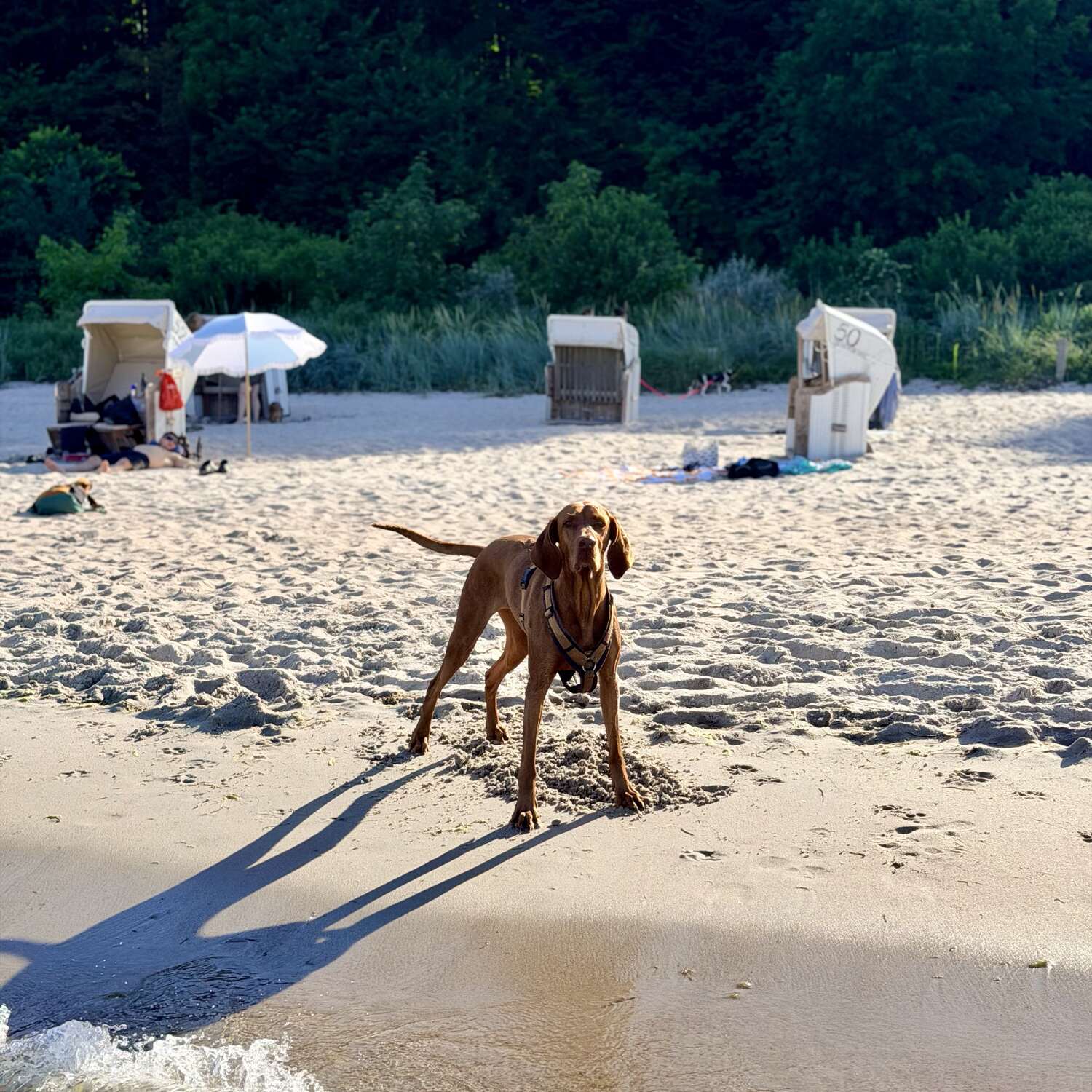 Baltic Wave: Strand & Bella